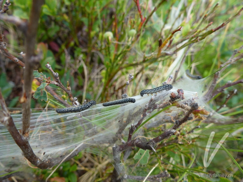 Alpen-Wollafter: Übersicht